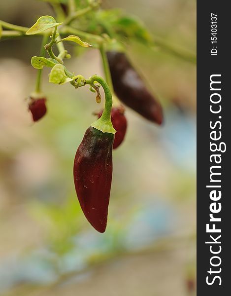 Red pepper growing in garden.