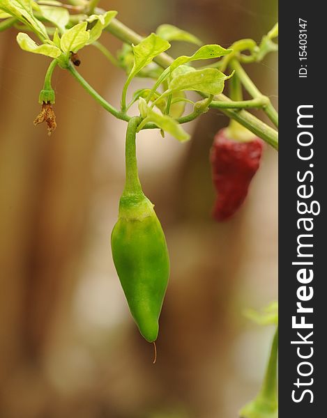 Green pepper growing in garden