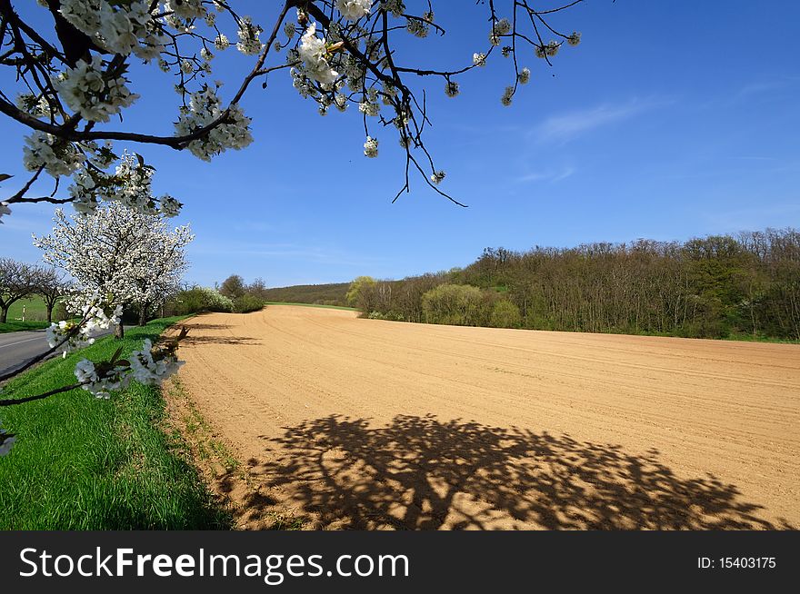 Picturesque view of plowed field through branches of a blooming apple tree in a perfect sunny day. Picturesque view of plowed field through branches of a blooming apple tree in a perfect sunny day