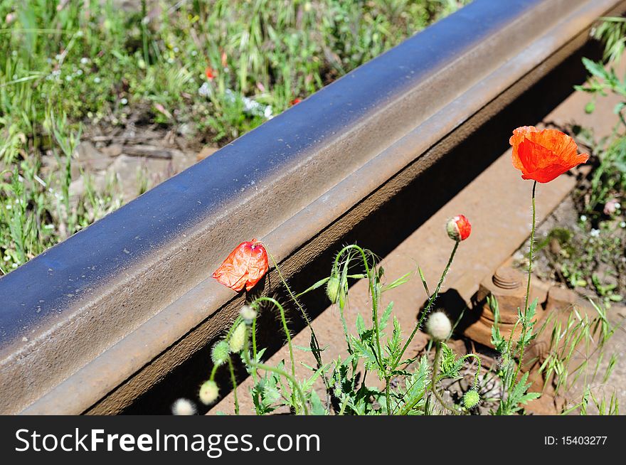 Wild red poppies near railway