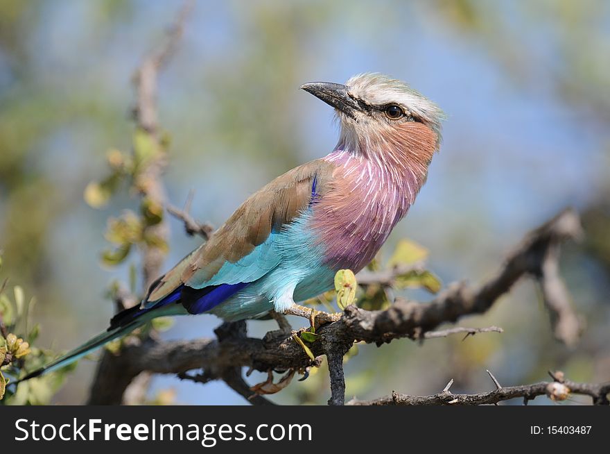 YellLilabreasted Roller sitting on tree