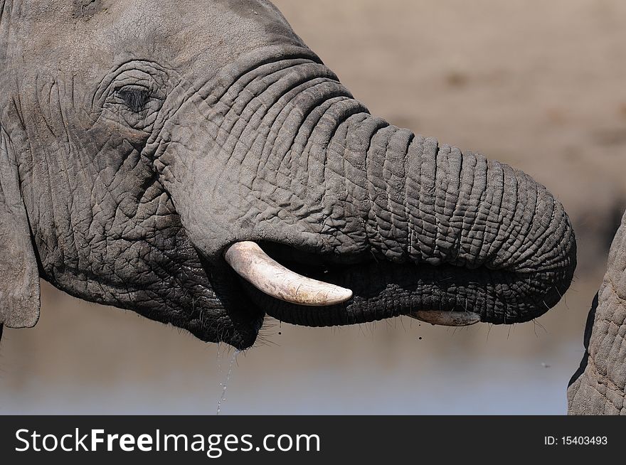 Elephant drinkg water at waterhole