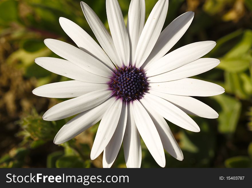 A close up of a beautiful white gerbera. A close up of a beautiful white gerbera