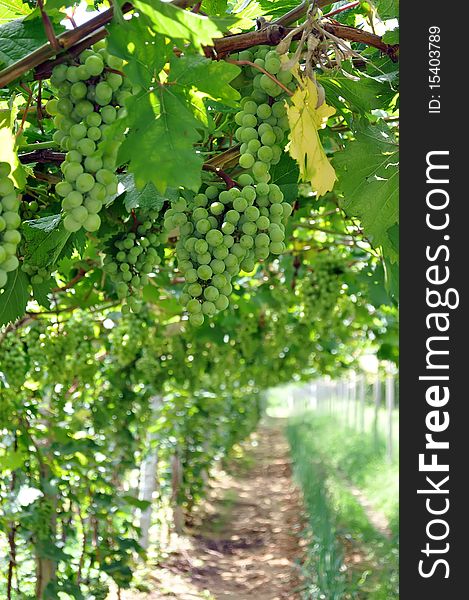 Grapes Hanging From A Vine