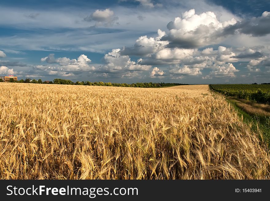 Landscape of a chain with wheat and clouds. Landscape of a chain with wheat and clouds