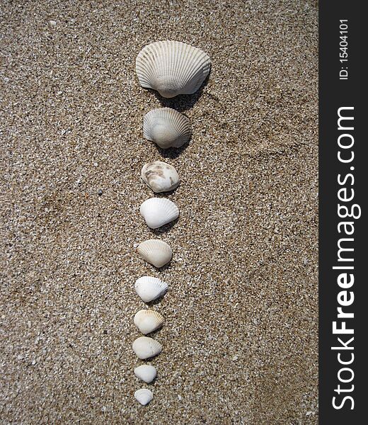 Seashells stacked on the beach. Seashells stacked on the beach