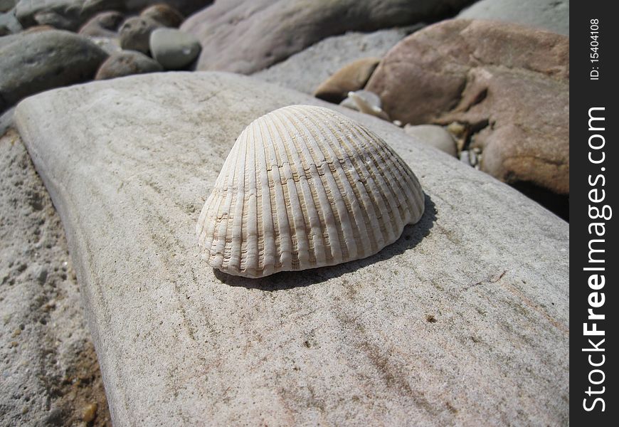Seashell on a stone on the beach