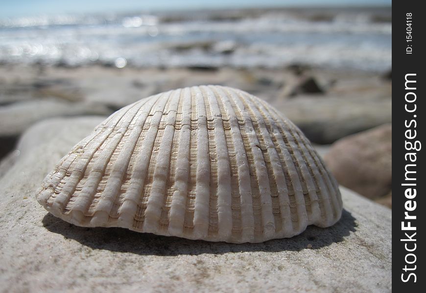 Seashell on a stone with the beach in the background