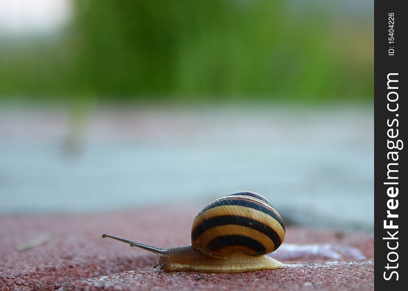 A beautiful little snail is making it's way. A beautiful little snail is making it's way