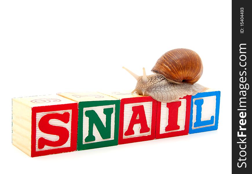 Wooden Blocks With Snail