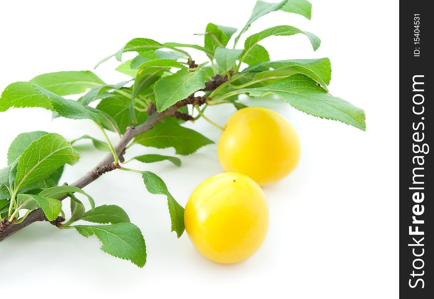 Branch of a cherry plum with a berry on a white background.