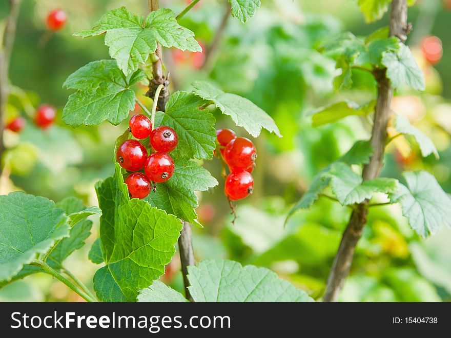 Red currants on branch and leaves