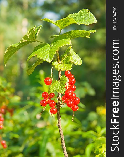 Red currants branch with berries