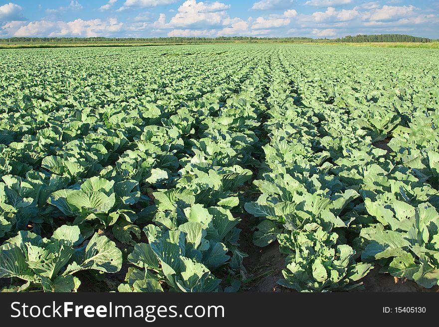 A field of cabbages in the middle of summer. Headed cabbages begin to curl. A field of cabbages in the middle of summer. Headed cabbages begin to curl.