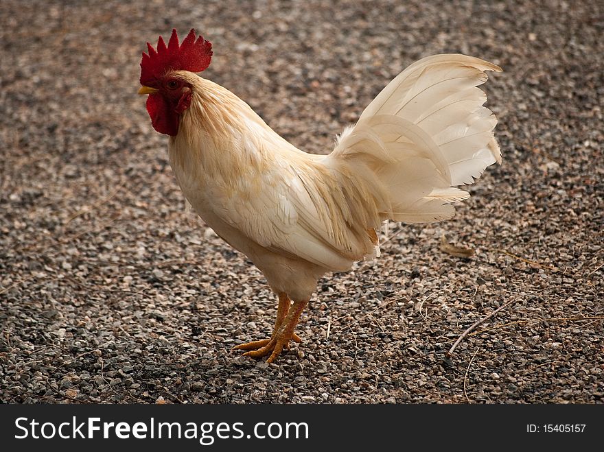 Side view of a healthy proud looking rooster