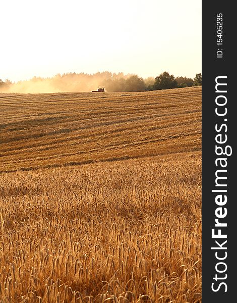 Harvest: Rye field with a combine harvester working in the background