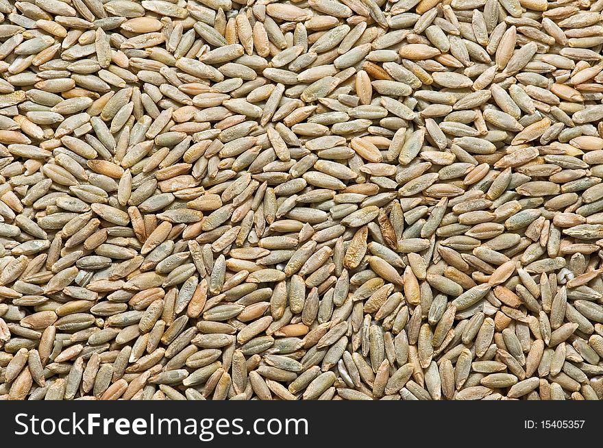 Texture of freshly harvested barley.
open paln grain to show details. Texture of freshly harvested barley.
open paln grain to show details