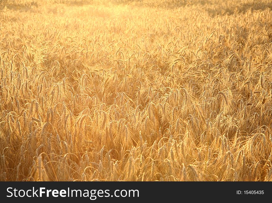 Field of rye at a sunset