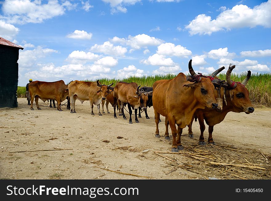 Oxes are working at sugar cane farm. Dominican Republic. Oxes are working at sugar cane farm. Dominican Republic.