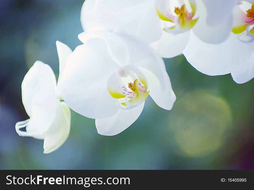 White orchid isolated on green background