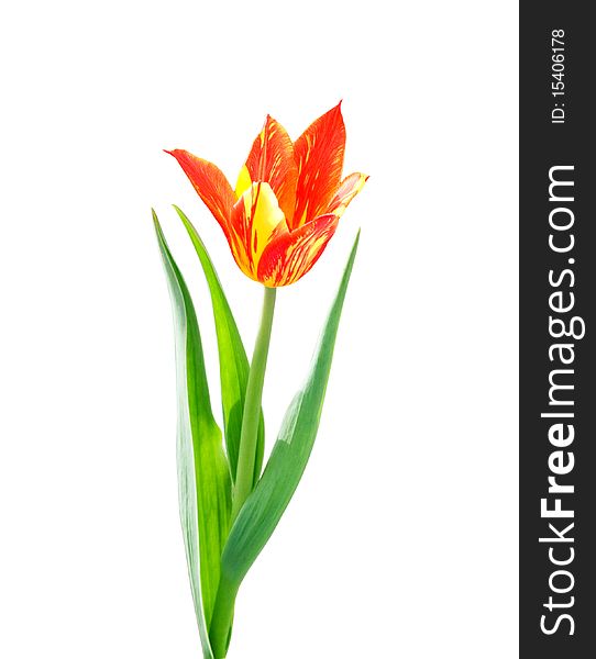 Red and yellow  tulip on white background