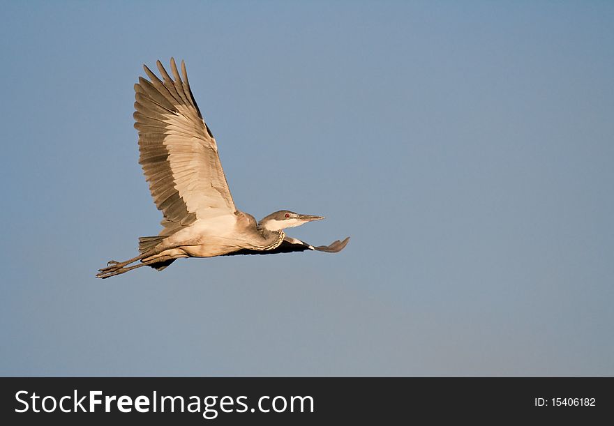 A black-headed heron in full flight in golden light. A black-headed heron in full flight in golden light