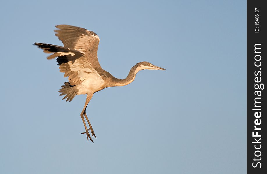 A black-headed heron comes in for a landing in golden light. A black-headed heron comes in for a landing in golden light