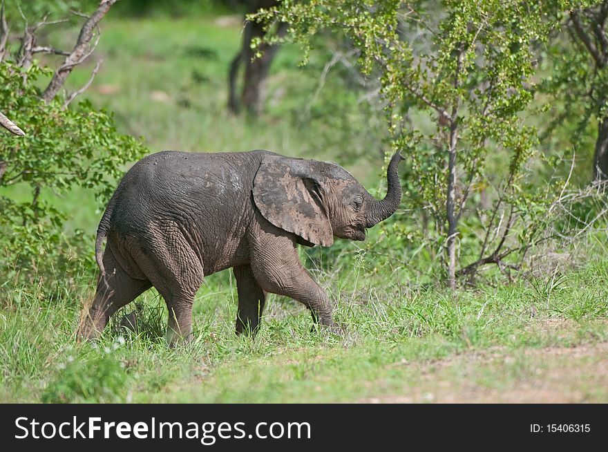 An African elephant calf (Loxodonta Africana) trumpets in the Kruger National Park, South Africa. An African elephant calf (Loxodonta Africana) trumpets in the Kruger National Park, South Africa