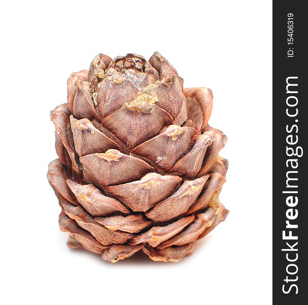 Great fir cone. Isolated on white background.