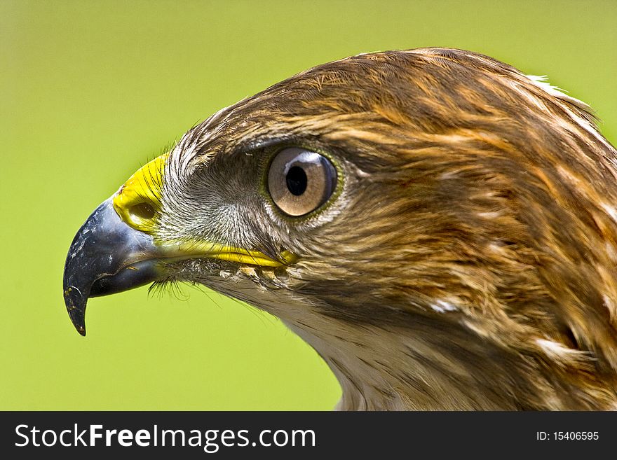 Close-up profile of a british Common Buzzard. Close-up profile of a british Common Buzzard