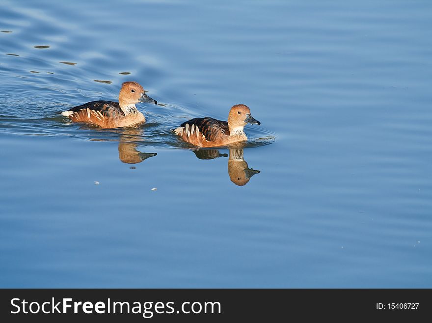 Vulvous Ducks Floating On A Pond