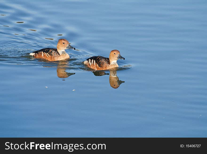 A couple of Vulvous ducks floating on a pond in a city park