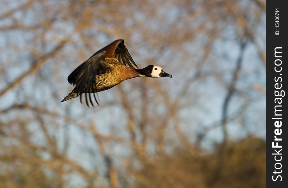 White-faced duck in full flight