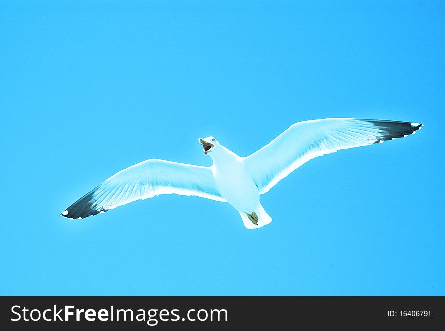 Sea gull in flight on a blue sky