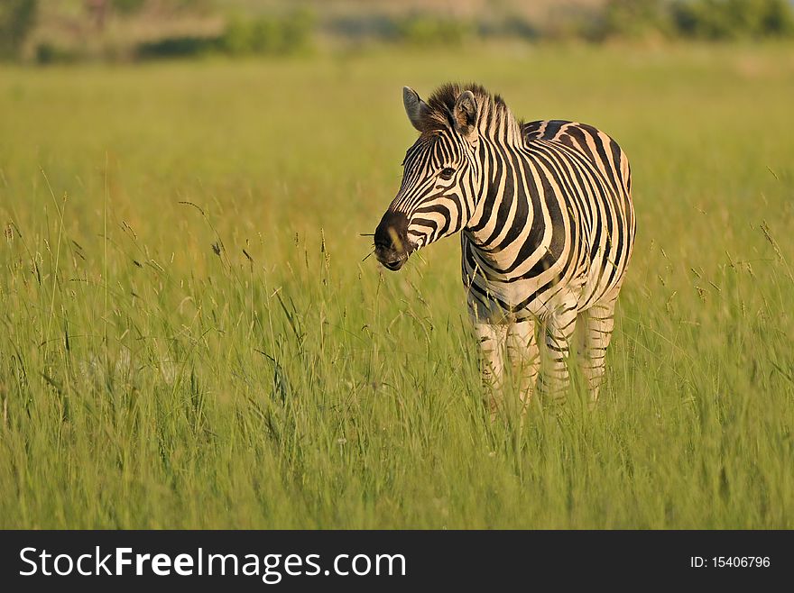 Plains zebra on the African savanna