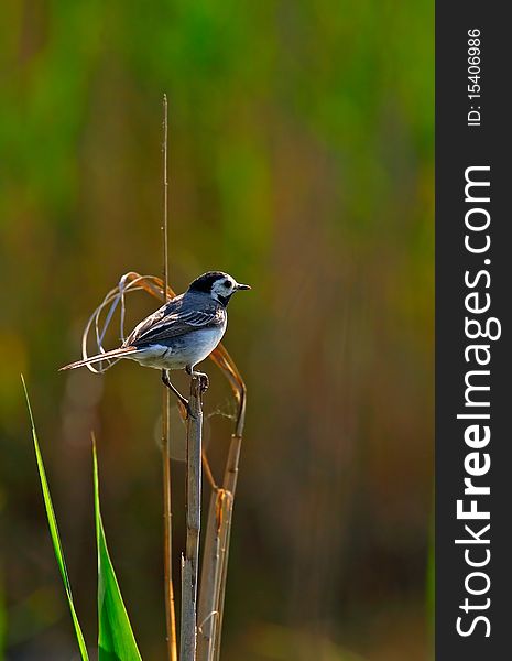 White wagtail on reed in backlight. White wagtail on reed in backlight
