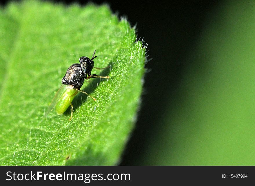 A green bee setting on the leaf