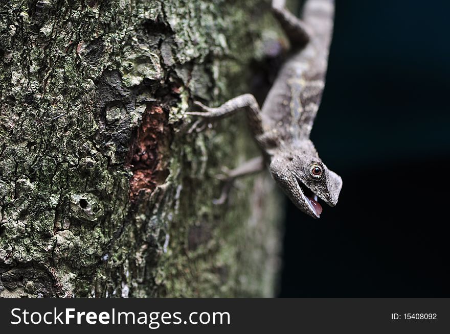 A lizard of Taiwan on the tree