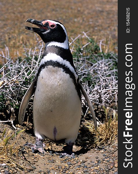 Magellanic Penguin (Spheniscus Magellanicus)