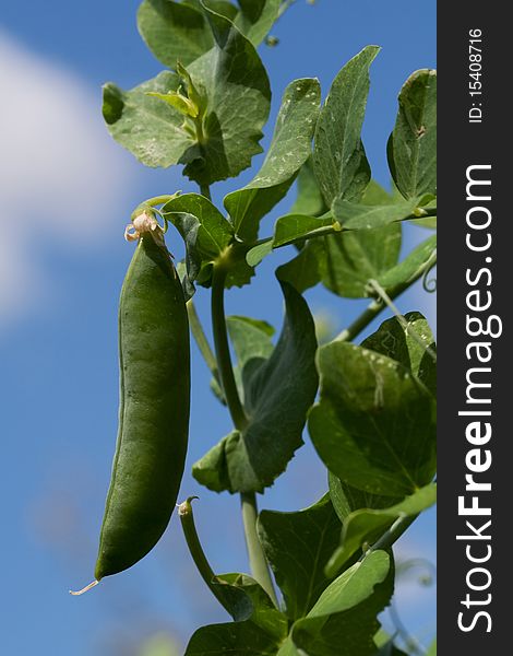 Pod green peas harvest with vegetable garden