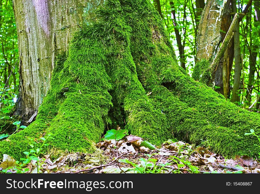 Plants for natural background, fluffy wild plant grouped in sunny day