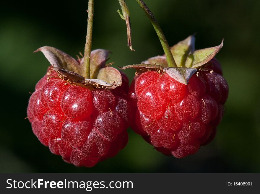 Berry raspberry red ripe fresh on branch