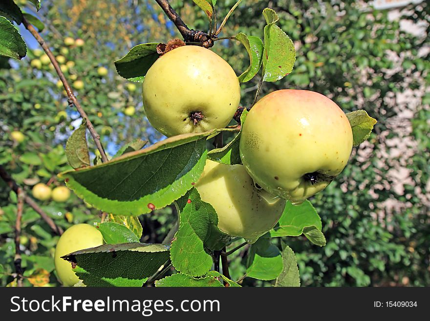 Apple on branch aple tree