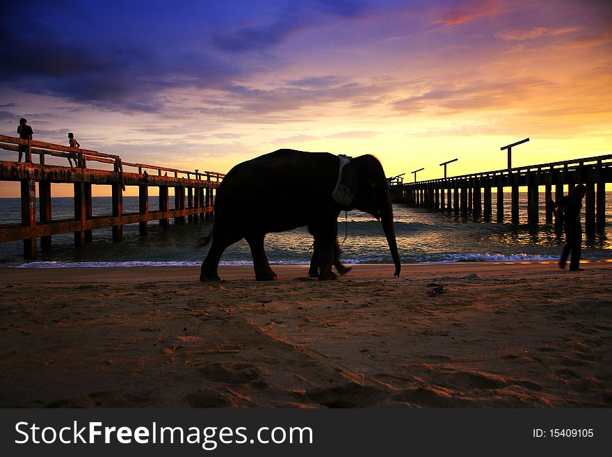 Big elephant walking on a beach in thailand. Big elephant walking on a beach in thailand