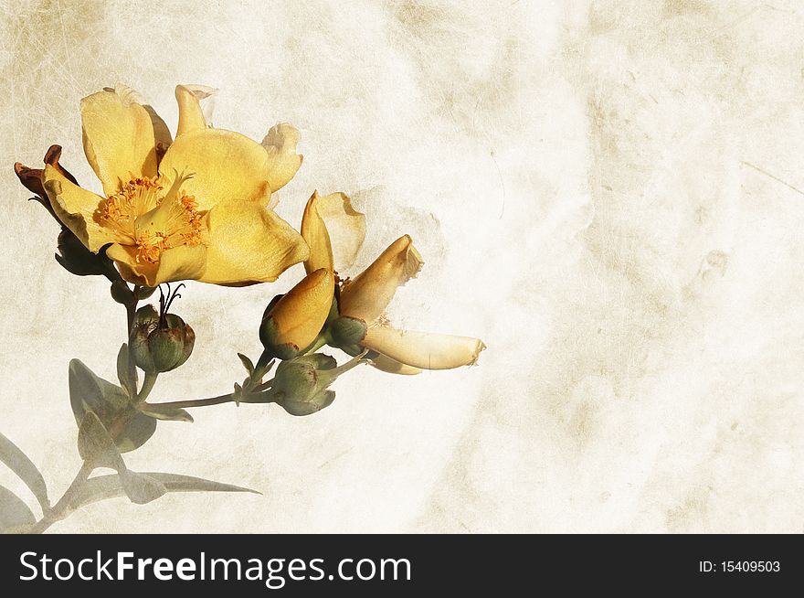 Textured Background With Flowers - Space For Text