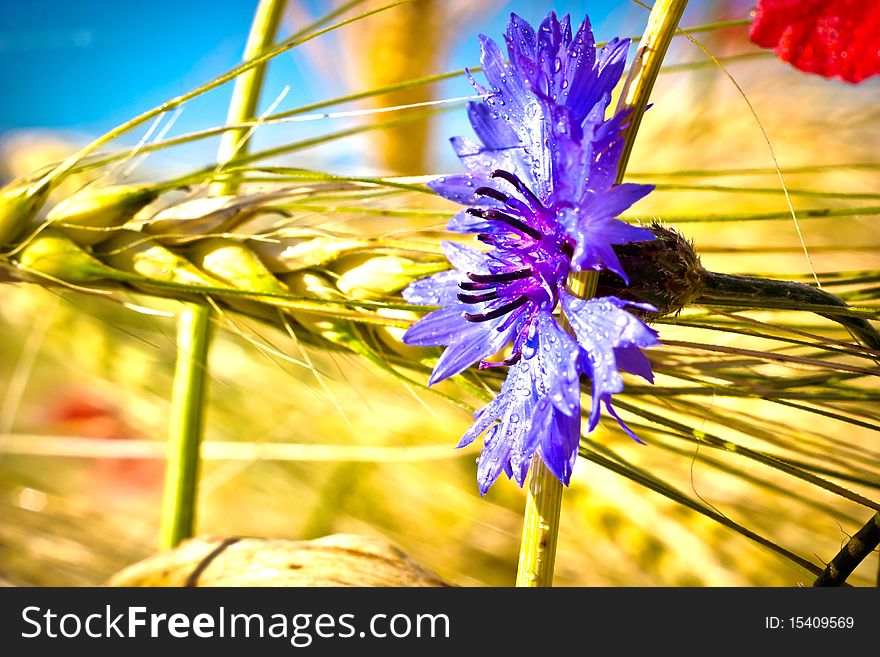 Flowers on colorfull background - macro photo