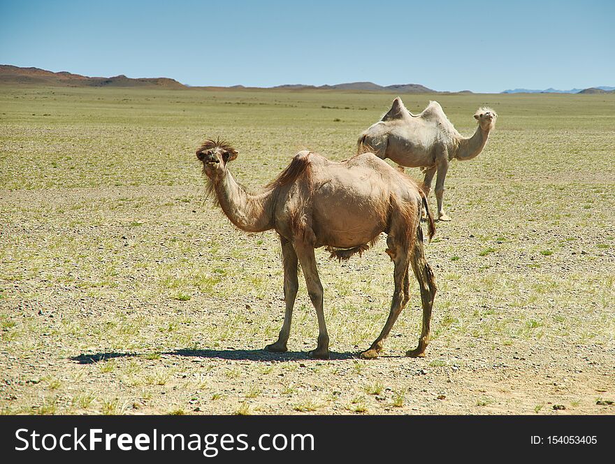 Bactrian or two-humped camel