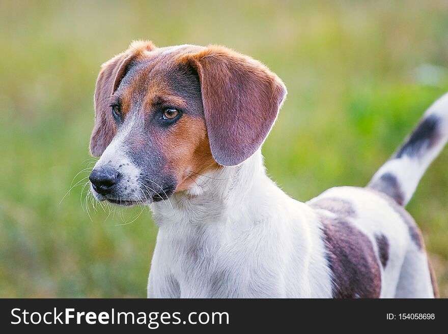 Dog of breed estonian hound   looks forward_