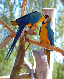Two Blue-and-Yellow Macaw (parrots) Royalty Free Stock Photography
