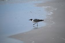 Tern Stock Images